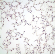 Cells infected by avian influenza A viruses without PB2 adaptation marker.